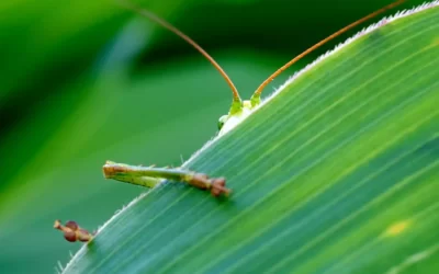 Unlock Your Website’s Potential with Entity SEO Strategies